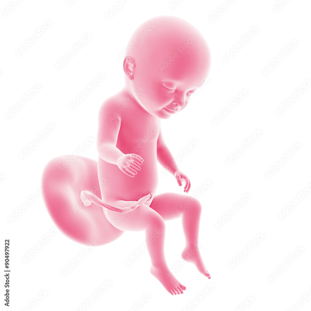 illustration of the fetal development - week 31 illustration of the fetal development - week 31