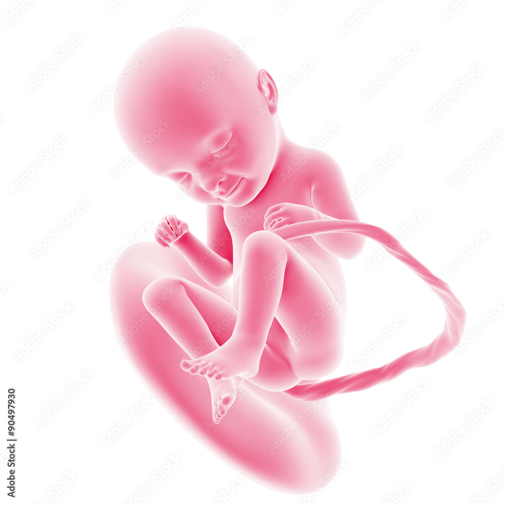 illustration of the fetal development - week 33