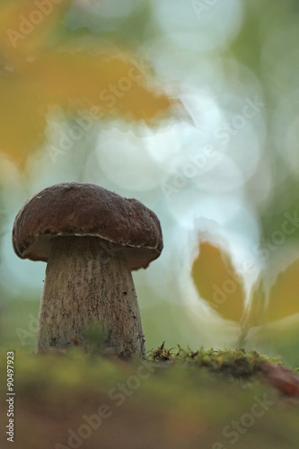 Boletus mushroom in the forest 