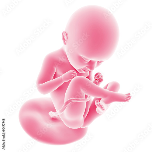 illustration of the fetal development - week 35