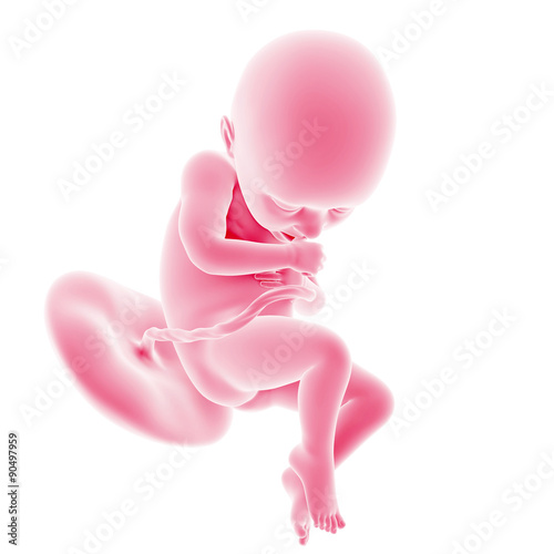illustration of the fetal development - week 36
