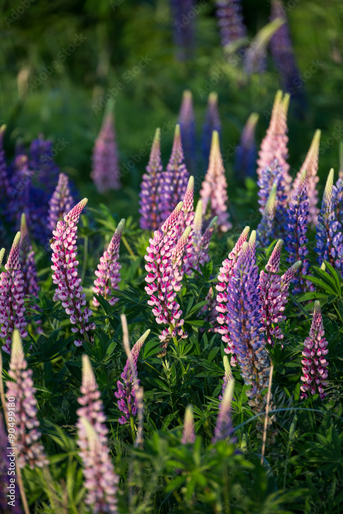 Lupinus Lupinus