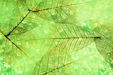 Papier peint photo Nervures de feuilles Abstract skeleton leaves background  © Africa Studio