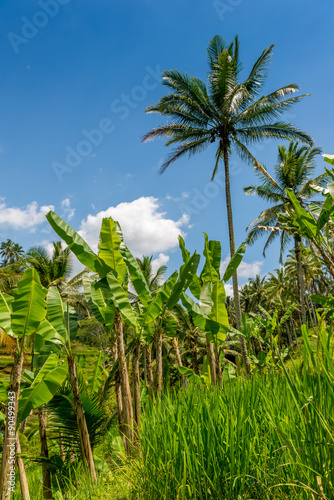 Incredible green rice field Bali, Indonesia