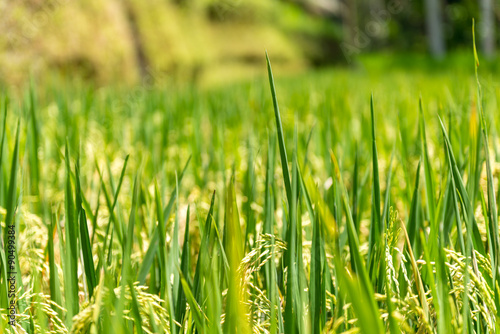 Incredible green rice field Bali, Indonesia