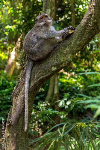 Monkey in tree with stolen fruit, Bali, Indonesia