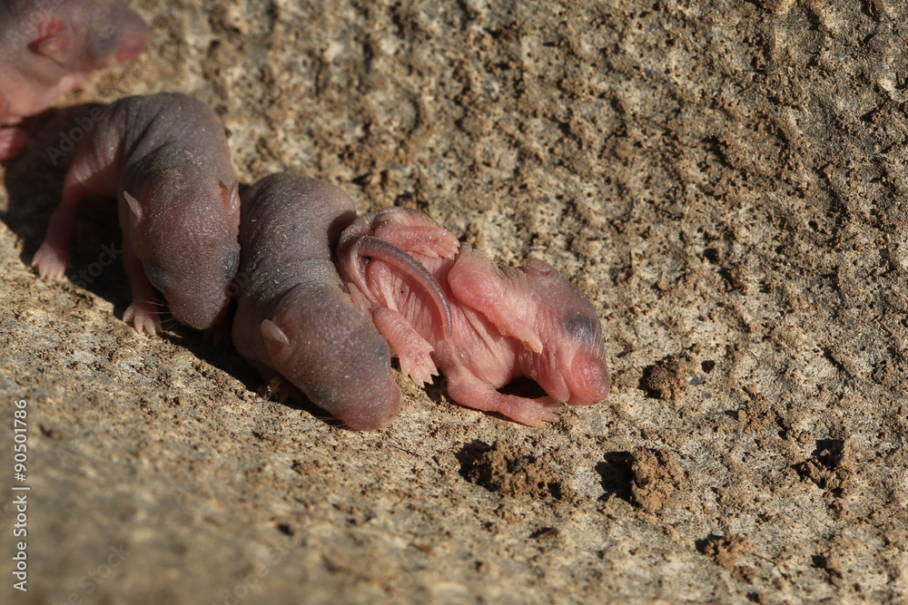 newborn baby wild mouse little mice Stock Photo | Adobe Stock