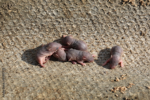 newborn baby wild mouse little mice
