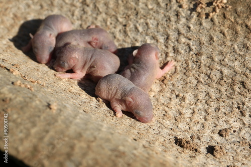 newborn baby wild mouse little mice