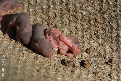 newborn baby wild mouse little mice