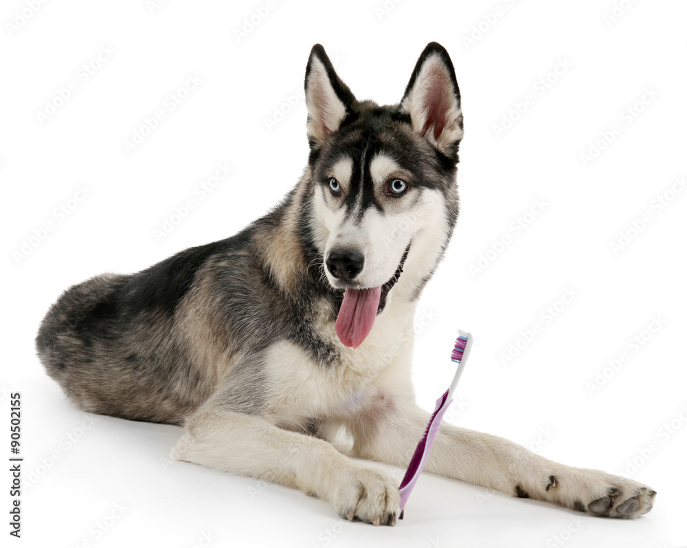 Beautiful huskies dog with toothbrush isolated on white