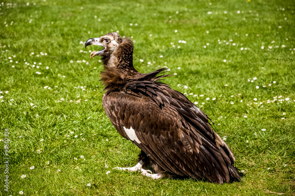 Fototapeta premium Cinereous vulture on the green grass