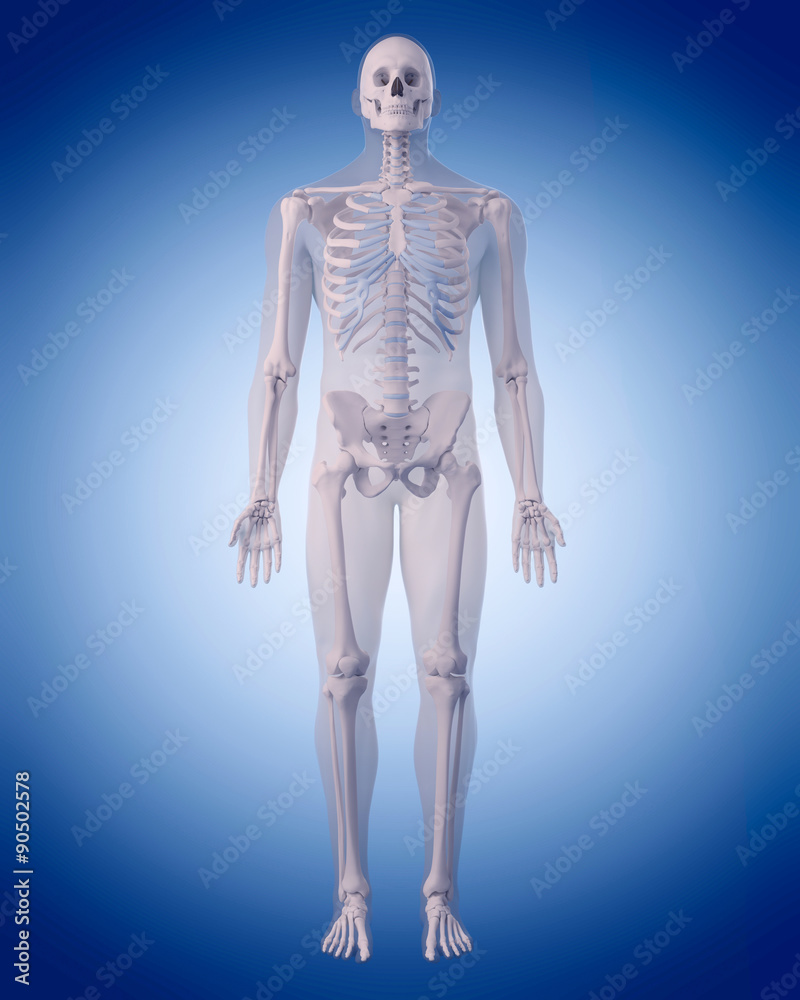 medically accurate illustration of the human skeleton medically accurate illustration of the human skeleton
