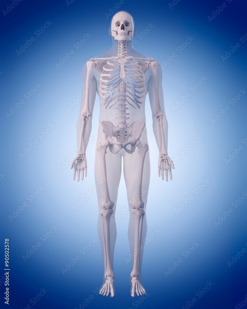 medically accurate illustration of the human skeleton