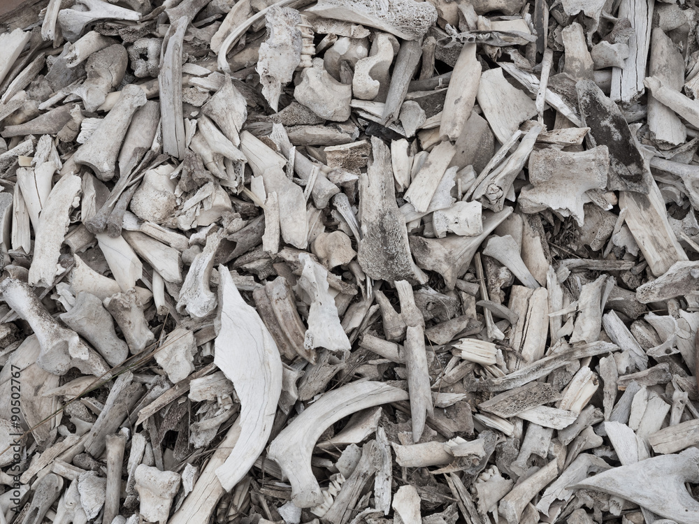 Pile of animal bones Pile of animal bones