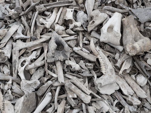 Pile of animal bones