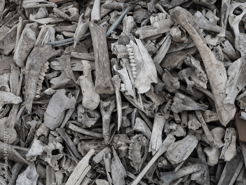 Pile of animal bones