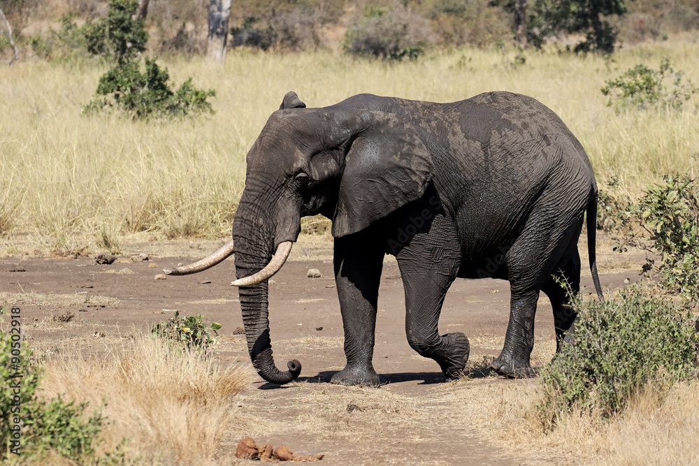Fototapeta premium African elephant, Loxodonta africana