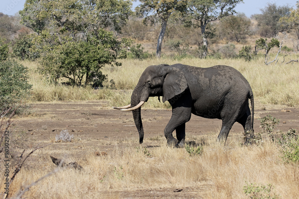 African elephant, Loxodonta africana