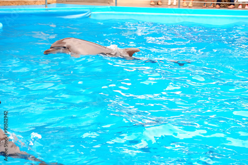 Cute dolphin in the dolphinarium