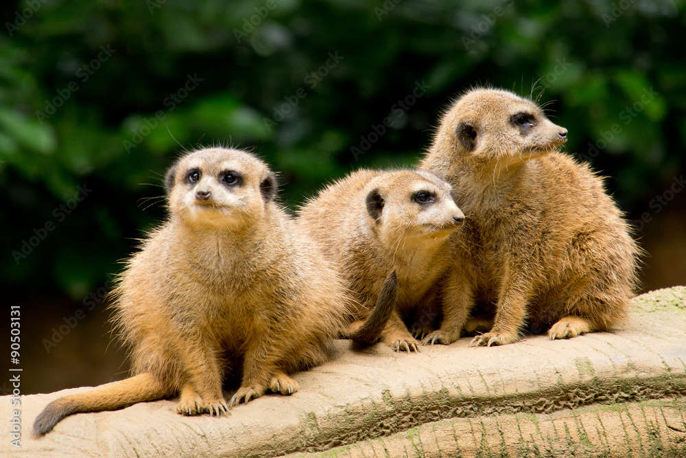 Fototapeta premium Three meerkats on the lookout on a treetrunk