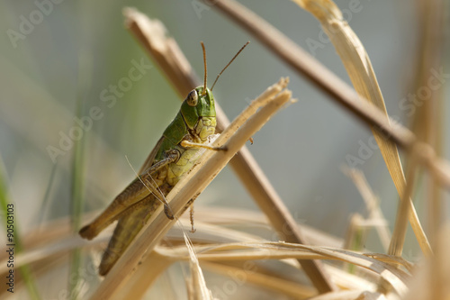 Detail of the Grasshopper in the green Nature