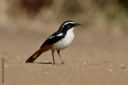 African white-throated robin-chat, Cossypha humeralis photo