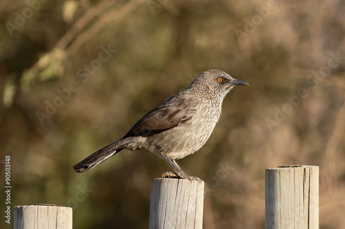 Arrow-marked babbler, Turdoides jardinei photo