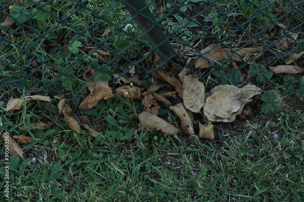 Obraz premium Frontière été automne