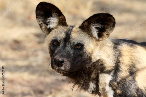 Cape hunting dog, Lycaon pictus