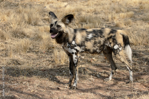 Cape hunting dog  Lycaon pictus