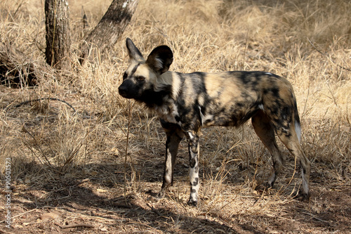 Cape hunting dog, Lycaon pictus