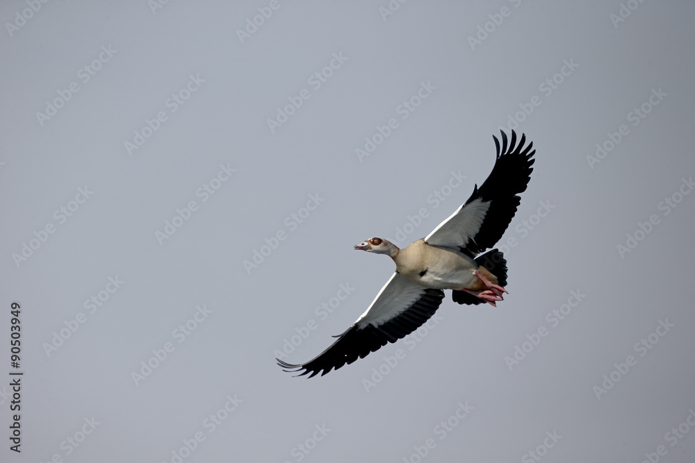 Fototapeta premium Egyptian goose, Alopochen aegyptiacus