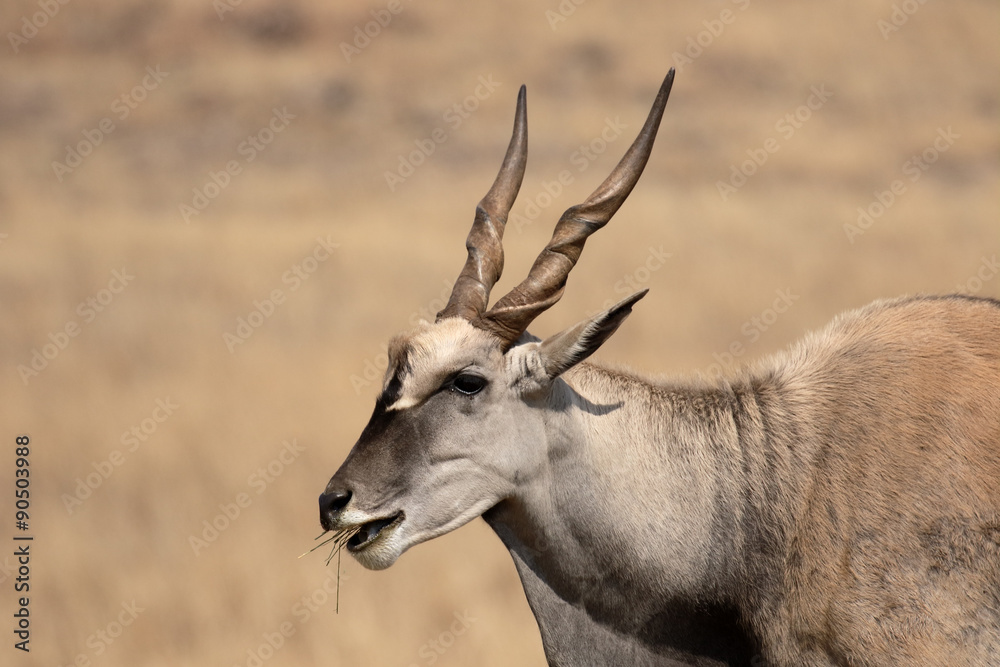 Eland, Taurotragus oryx