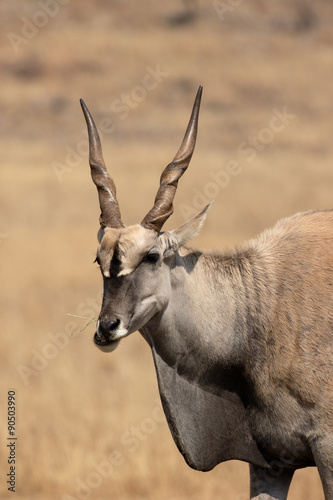 Eland  Taurotragus oryx