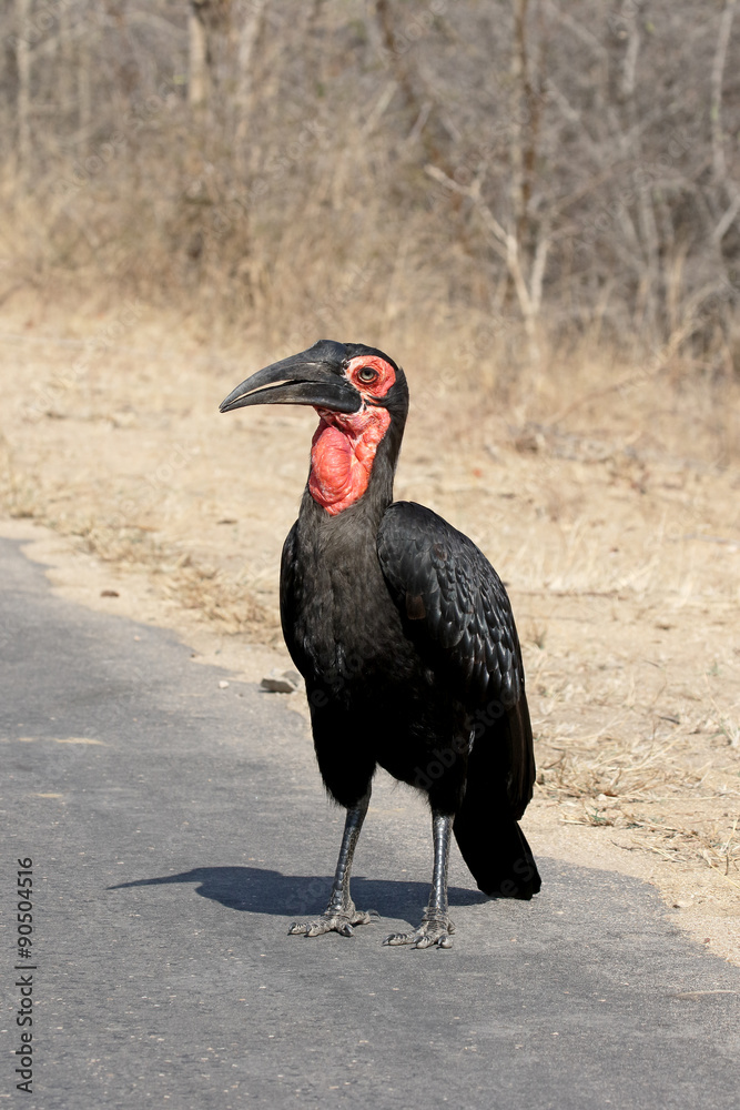 Obraz premium Ground hornbill, Bucorvus leadbeateri