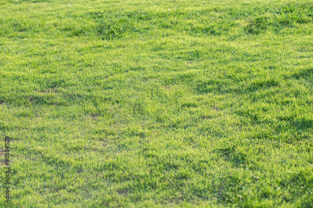 Bright Green grass background texture Bright Green grass background texture