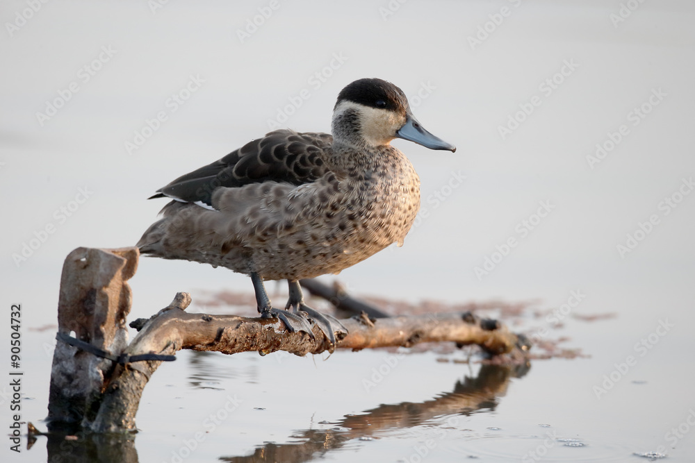 Hottentot teal, Anas hottentota Hottentot teal, Anas hottentota