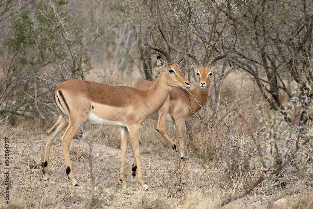 Impala, Aeplyceros melampus