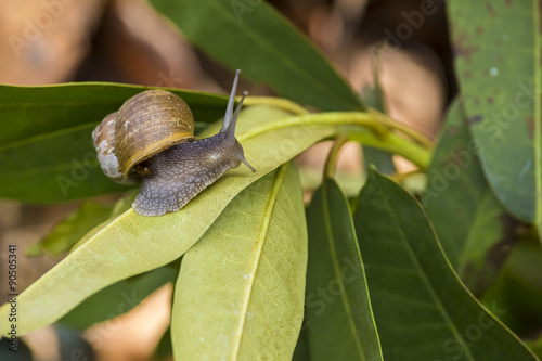 beautiful  snail in the breeding season.