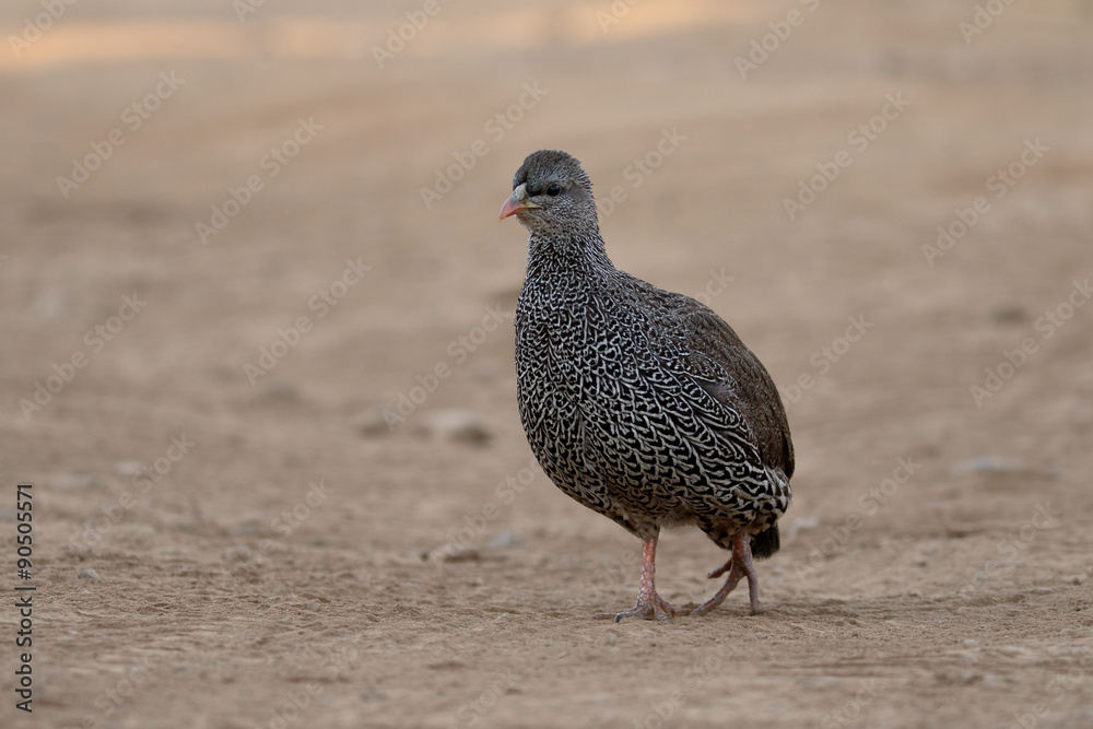 Natel francolin, Pternistis natalensis Natel francolin, Pternistis natalensis
