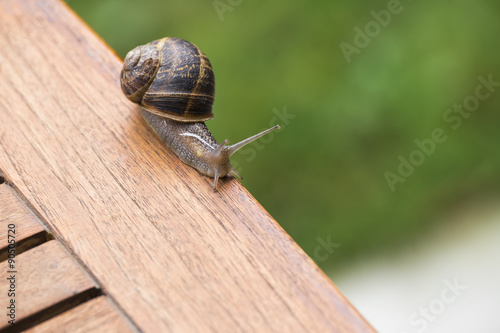 beautiful  snail in the breeding season. © frenky362