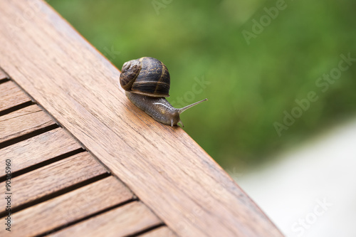 beautiful  snail in the breeding season. © frenky362
