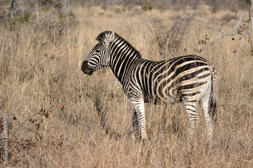 Plains or Burchells zebra  Equus quagga