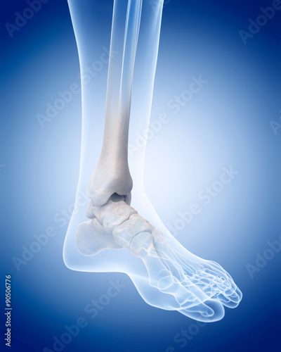 medically accurate illustration of the human skeleton - the ankle