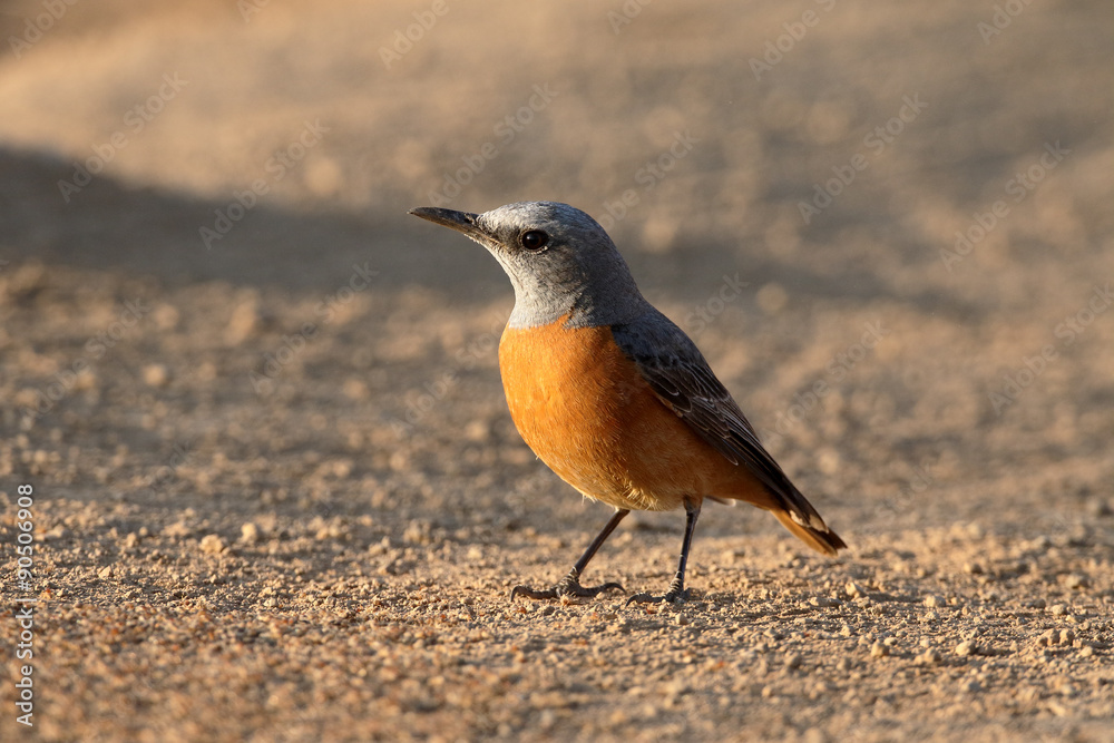 Short-toed rock-thrush, Monticola brevipes