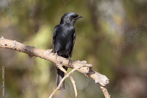 Southern black-flycatcher, Melaenornis pammelaina