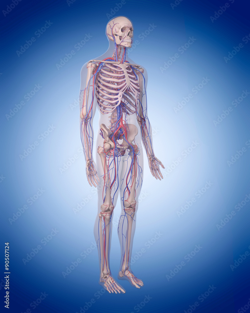 medically accurate illustration of the circulatory system medically accurate illustration of the circulatory system