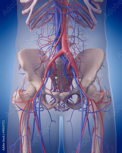 medically accurate illustration of the circulatory system - abdomen photo