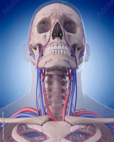 medically accurate illustration of the circulatory system - neck photo